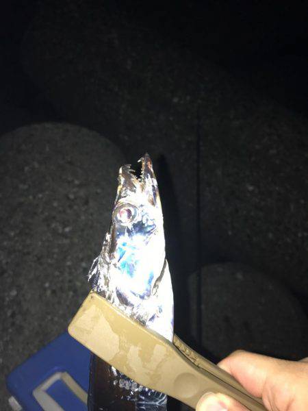 プラッキングタチウオ