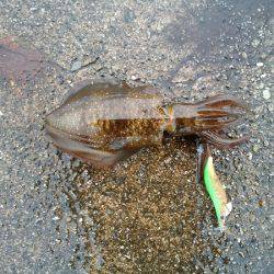 大蔵海岸でエギング