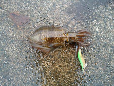 大蔵海岸でエギング