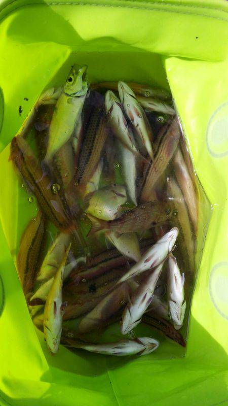 ベラ、チャリコGET！！