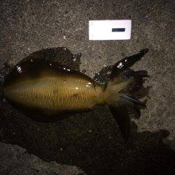 秋イカ終わりになるまえに！