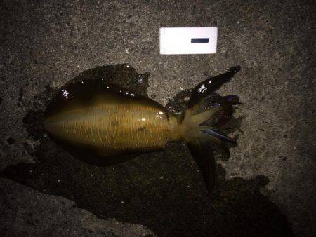 秋イカ終わりになるまえに！