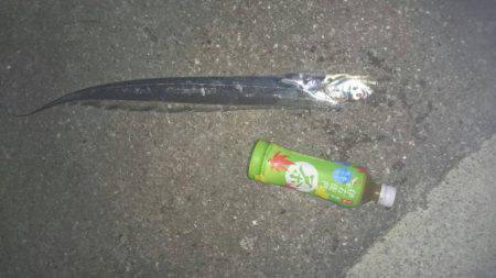 朝まずめ爆風前に釣れました。