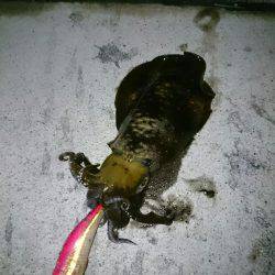 イカを求めてあちこちと・・・