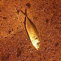 今日もアジ探し