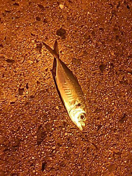 今日もアジ探し