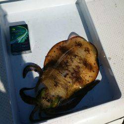 エギング&サゴシング