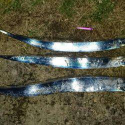 ジグパラマイクロ大活躍！！