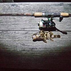 アジングのはずが。。。