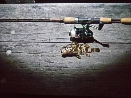 アジングのはずが。。。