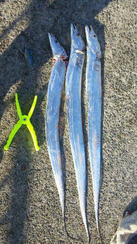 カンパリ情報で初釣り場