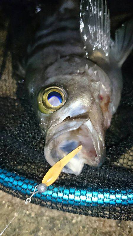 メバリングで良型キャッチ！