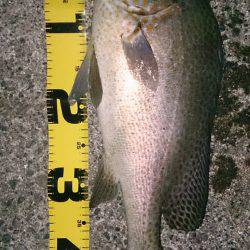 久しぶりに魚釣り友人と