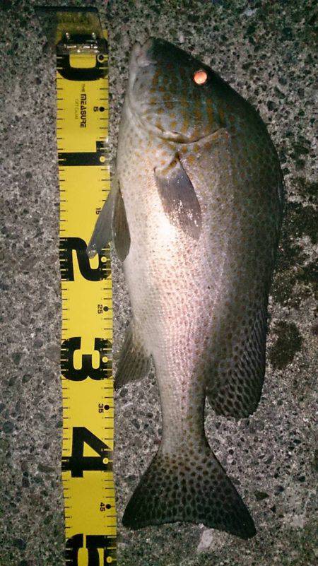 久しぶりに魚釣り友人と