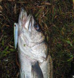 朝まずめシーバス