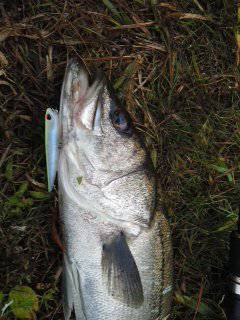 朝まずめシーバス