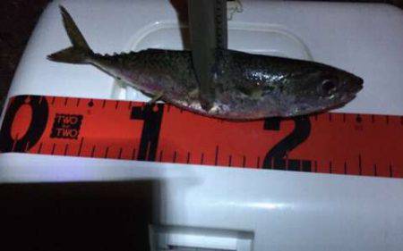 豆アジングで中サバ