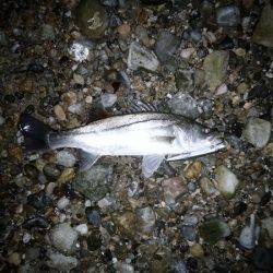 産卵前の荒食いシーバスはまだか・・・?