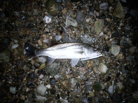 産卵前の荒食いシーバスはまだか・・・？