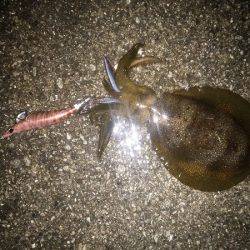 サイズが伸びない・・・