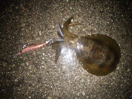 サイズが伸びない・・・