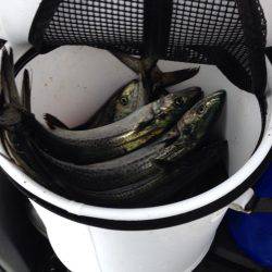 サゴシがポツポツ