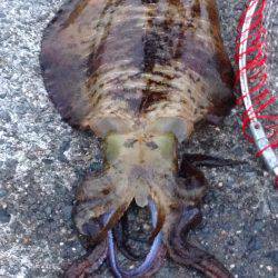 中紀、アオリイカの数が少し減って大きくなってきました