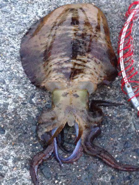 中紀、アオリイカの数が少し減って大きくなっ…