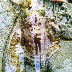 ジジジッ ジジッジジ