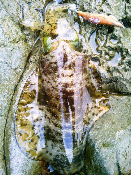 ジジジｯ　ジジｯジジ