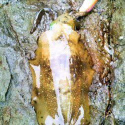 まだあきらめてません？