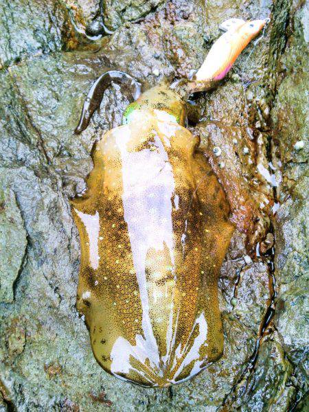 まだあきらめてません？