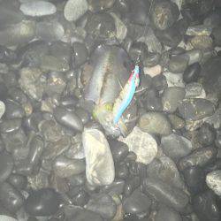 アオリイカ、コウイカ、タコが釣れましたがサイズに恵まれず