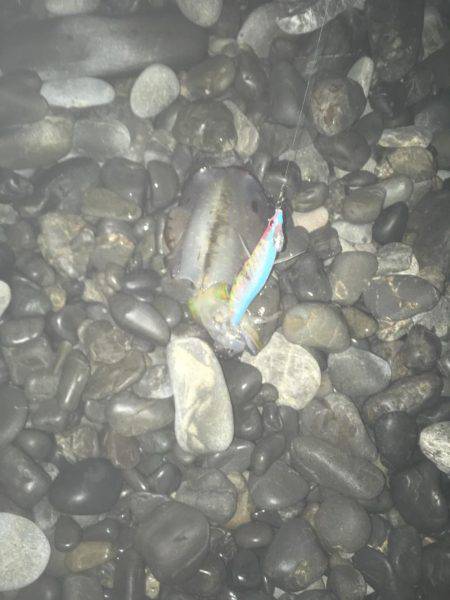 アオリイカ、コウイカ、タコが釣れましたがサイズに恵まれず