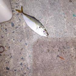 夕マズメに間に合ったが…