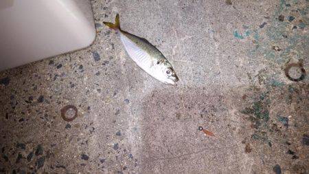 夕マズメに間に合ったが…