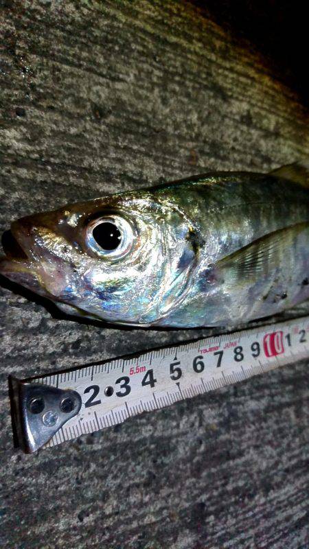 昨日はアジング、今日は………