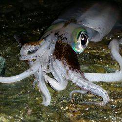 おいしくイカダキマス