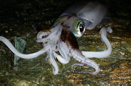 おいしくイカダキマス