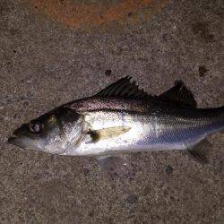 舞洲ルアーフィッシング