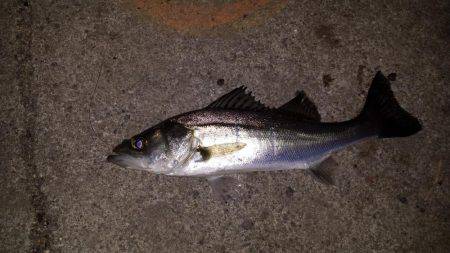 舞洲ルアーフィッシング