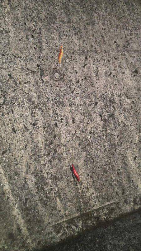 ティップランプラス釣法をマネてみた