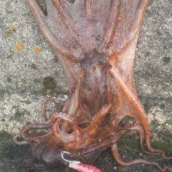 イカがいなくてもタコがいる!