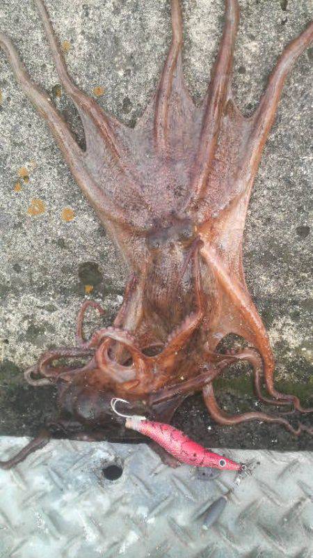 イカがいなくてもタコがいる!