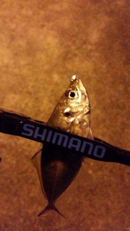 悶絶アジング♪