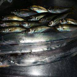 ワインドからのアジ調査