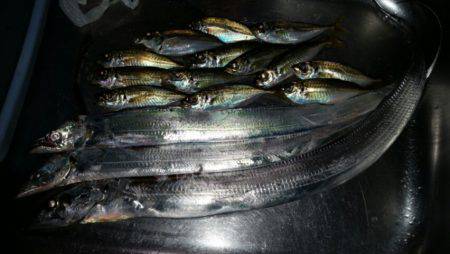 ワインドからのアジ調査