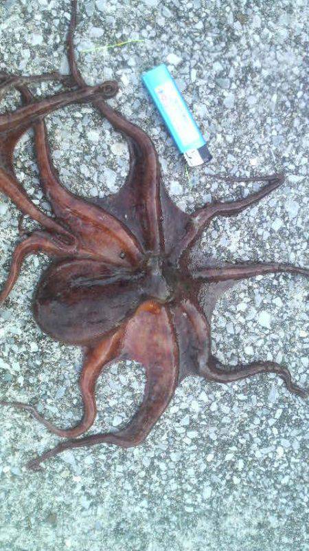 タコ、タコ、タコの3タコや!