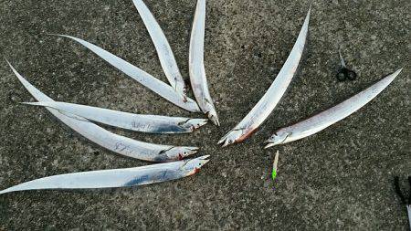 朝マズメ、パワーシャッド一閃。8本ゲットし…