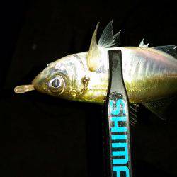 アジングでまさかの…!?